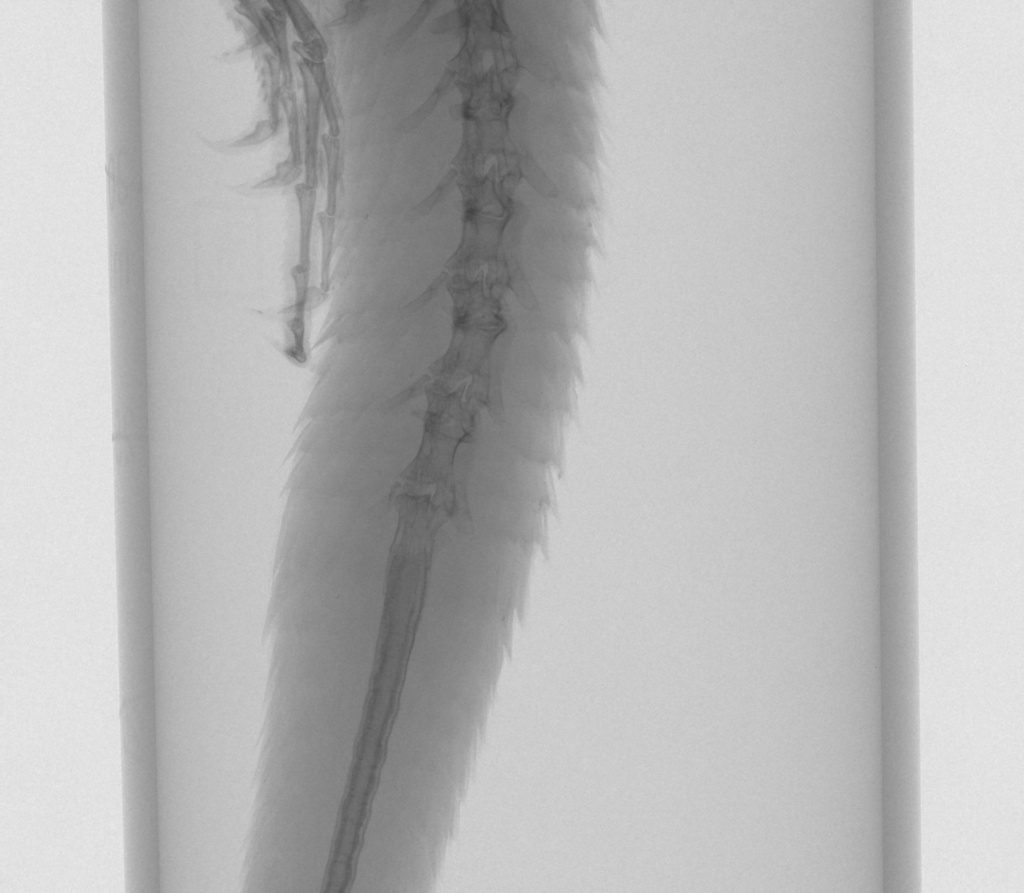 04-Рентгенографическое изображение хвоста Leilolaemus nitidus - микроКТ.jpg