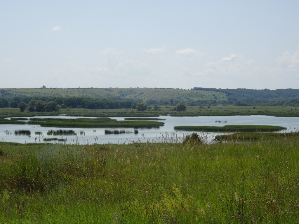 Урюпинский район. Единственное в Волгоградской области озеро в котором встречаются все 3 вида комплекса зеленых лягушек.JPG