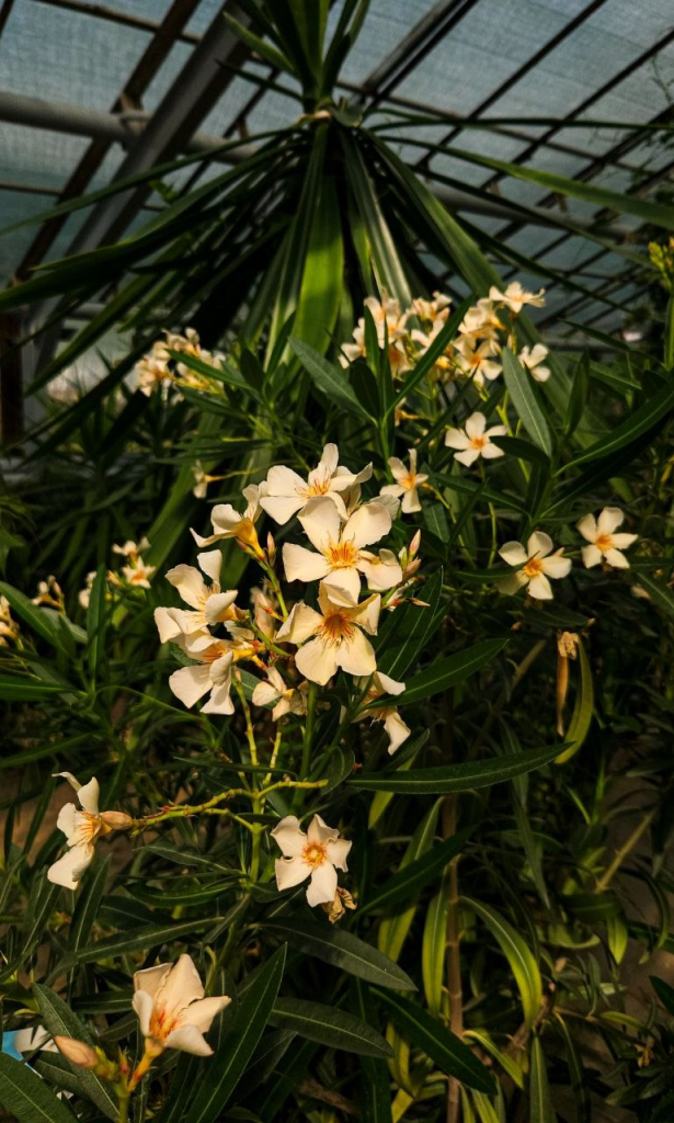 Praktika