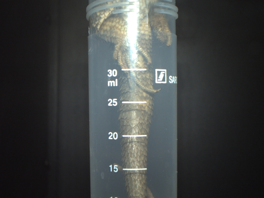 03-Образец хвоста Leilolaemus nitidus в камере микротомографа.jpg
